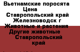 Вьетнамские поросята . › Цена ­ 2 000 - Ставропольский край, Железноводск г. Животные и растения » Другие животные   . Ставропольский край